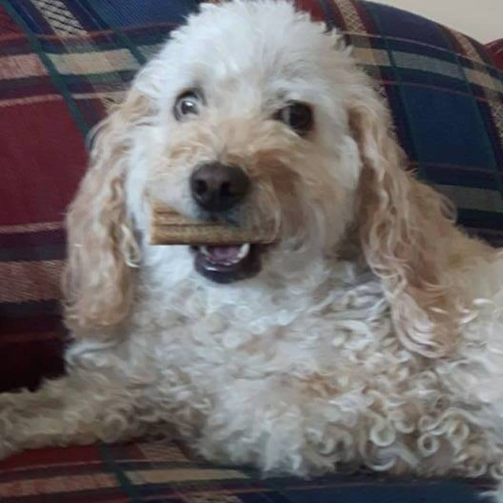Meet your Posher, Trudy